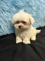 Tiny Jase, a male Maltese for sale in Vidalia, GA – 3 of 3