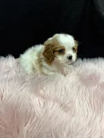 Little Annie , a female Cavalier King Charles Spaniel for sale in Vidalia, GA – 2 of 4