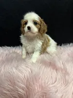 Della, a female Cavalier King Charles Spaniel for sale in Vidalia, GA – 2 of 4