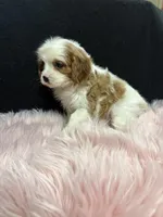 Della, a female Cavalier King Charles Spaniel for sale in Vidalia, GA – 3 of 4