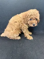 Sally, a female Poodle - Toy  for sale in Vidalia, GA – Photo 2 of 2