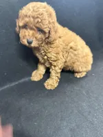 Sally, a female Poodle - Toy  for sale in Vidalia, GA – Photo 1 of 2