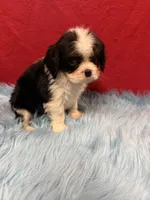 Marlow , a male Cavalier King Charles Spaniel for sale in Vidalia, GA – 2 of 4