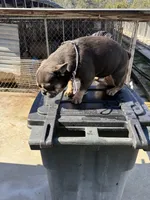 Bred, a  French Bulldog for sale in Vidalia, GA – 3 of 3