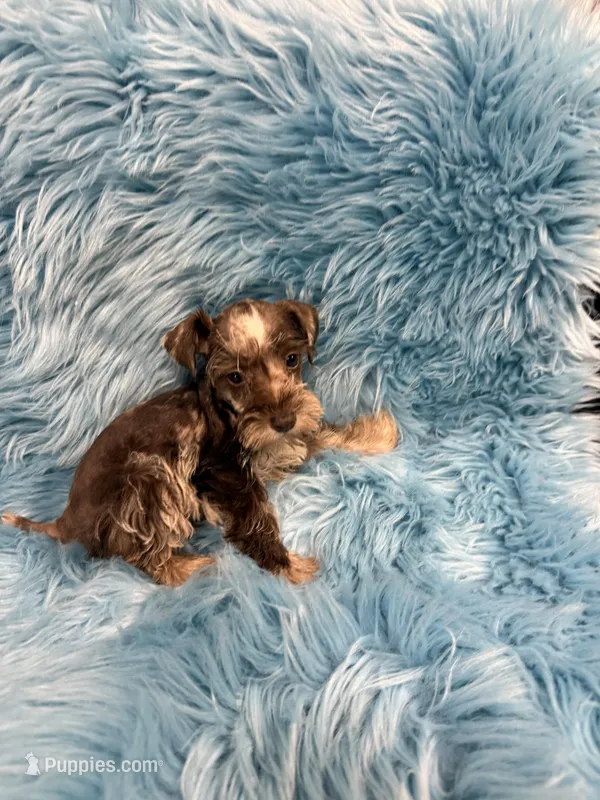 Tiny 1 – Miniature Schnauzer puppy for sale in Vidalia, GA