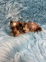 Tiny 1, a male Miniature Schnauzer for sale in Vidalia, GA – Photo 2 of 3