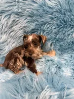 Tiny 1, a male Miniature Schnauzer for sale in Vidalia, GA – Photo 3 of 3