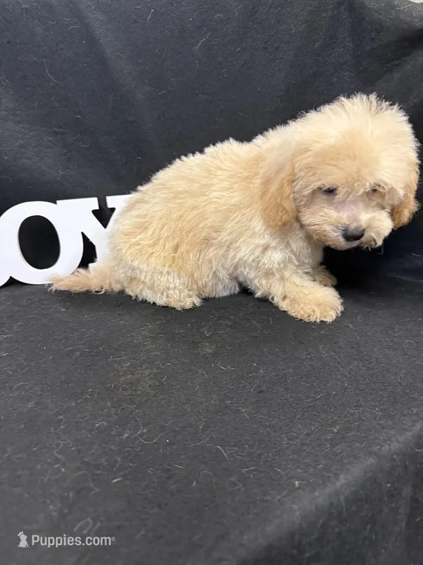Toto – Maltipoo puppy for sale in Vidalia, GA