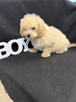 Toto, a male Maltipoo for sale in Vidalia, GA – Photo 2 of 2