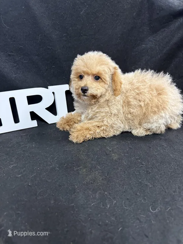 Beca – Maltipoo puppy for sale in Vidalia, GA