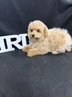 Beca, a female Maltipoo for sale in Vidalia, GA – Photo 1 of 2