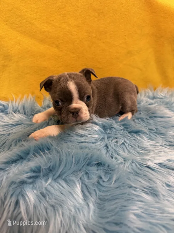 Boy 2 – Boston Terrier puppy for sale in Vidalia, GA