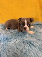 Boy 2, a male Boston Terrier for sale in Vidalia, GA – Photo 2 of 2