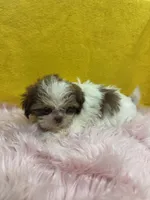 TINY Abbie (Imperial), a female Shih Tzu for sale in Vidalia, GA – 2 of 4