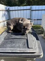 Bred, a  French Bulldog for sale in Vidalia, GA – 2 of 3