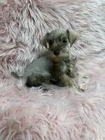 Tiny 3, a female Miniature Schnauzer for sale in Vidalia, GA – Photo 1 of 3