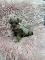 Tiny 3, a female Miniature Schnauzer for sale in Vidalia, GA – Photo 3 of 3