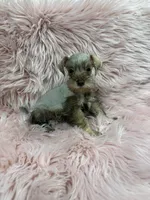 Tiny 3, a female Miniature Schnauzer for sale in Vidalia, GA – Photo 2 of 3