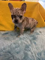 Brody, a male French Bulldog for sale in Vidalia, GA – 3 of 9