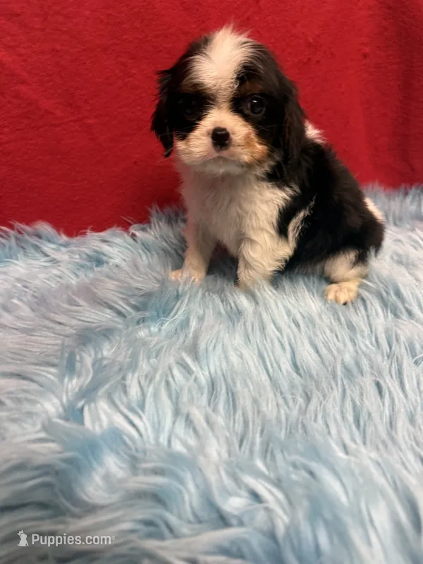 Marlow  – Cavalier King Charles Spaniel puppy for sale in Vidalia, GA