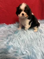 Marlow , a male Cavalier King Charles Spaniel for sale in Vidalia, GA – 1 of 4