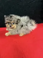 Able, a male Pomeranian for sale in Vidalia, GA – Photo 4 of 5