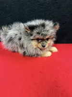 Able, a male Pomeranian for sale in Vidalia, GA – Photo 5 of 5