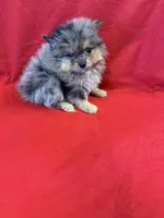 Able, a male Pomeranian for sale in Vidalia, GA – Photo 1 of 5