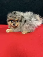 Able, a male Pomeranian for sale in Vidalia, GA – Photo 3 of 5