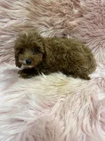 Millie, a female Cavapoo for sale in Vidalia, GA – Photo 2 of 2