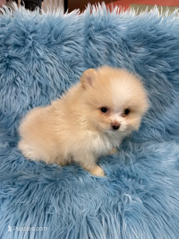 Chase , a male Pomeranian for sale in Vidalia, GA – Photo 1 of 2