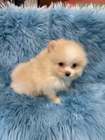 Chase , a male Pomeranian for sale in Vidalia, GA – Photo 1 of 2