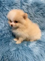 Chase , a male Pomeranian for sale in Vidalia, GA – Photo 2 of 2