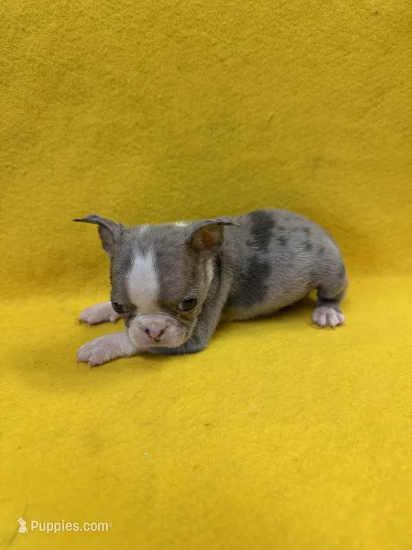 Cade – Boston Terrier puppy for sale in Vidalia, GA
