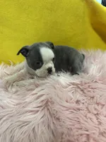 Girl 2 , a female Boston Terrier for sale in Vidalia, GA – Photo 1 of 3