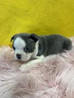 Girl 2 , a female Boston Terrier for sale in Vidalia, GA – Photo 3 of 3