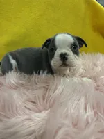 Girl 2 , a female Boston Terrier for sale in Vidalia, GA – Photo 2 of 3