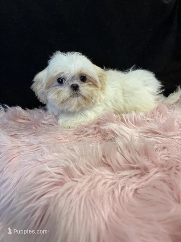 Cloe – Shih Tzu puppy for sale in Vidalia, GA