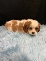 Ben, a male Cavalier King Charles Spaniel for sale in Vidalia, GA – 3 of 4