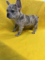 Brody, a male French Bulldog for sale in Vidalia, GA – 9 of 9