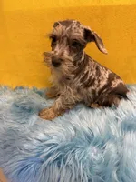 Merlin , a male Miniature Schnauzer for sale in Vidalia, GA – Photo 2 of 2