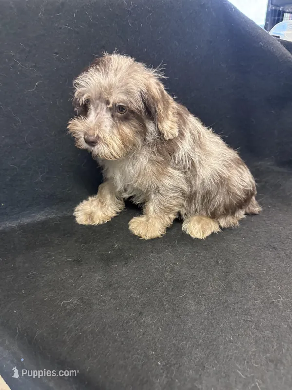 Merlin  – Miniature Schnauzer puppy for sale in Vidalia, GA