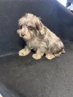 Merlin , a male Miniature Schnauzer for sale in Vidalia, GA – Photo 1 of 2