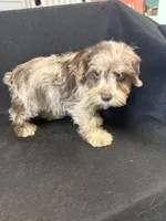 Merlin , a male Miniature Schnauzer for sale in Vidalia, GA – Photo 2 of 2