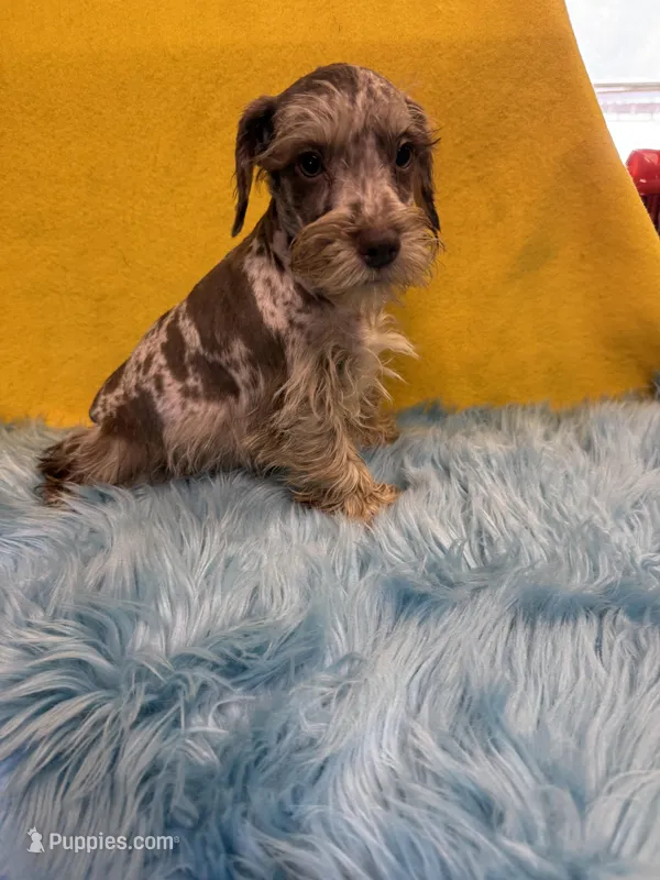 Merlin  – Miniature Schnauzer puppy for sale in Vidalia, GA