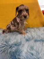 Merlin , a male Miniature Schnauzer for sale in Vidalia, GA – Photo 1 of 2