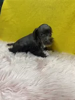Bae, a female Miniature Schnauzer for sale in Vidalia, GA – 1 of 3
