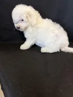 Sugar, a female Bichon Frise for sale in Vidalia, GA – Photo 2 of 5