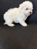 Sugar, a female Bichon Frise for sale in Vidalia, GA – Photo 4 of 5