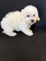 Sugar, a female Bichon Frise for sale in Vidalia, GA – Photo 3 of 5